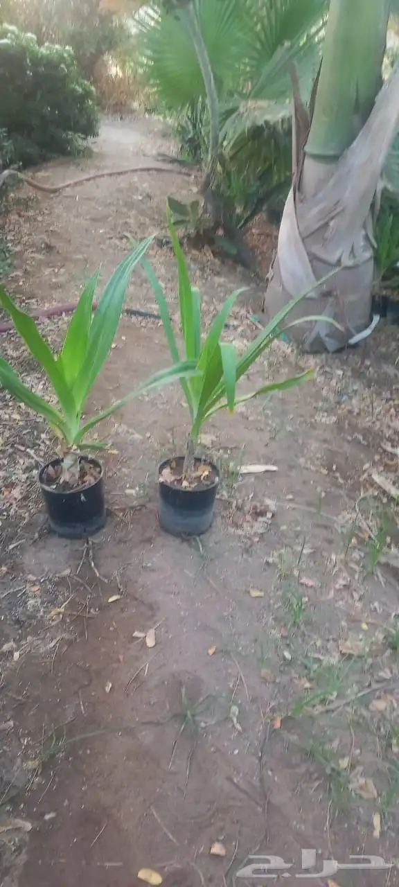 جميع انواع الأشجار متوفرة بالجملة   تأسس مشاتل  حدايق خاص 31