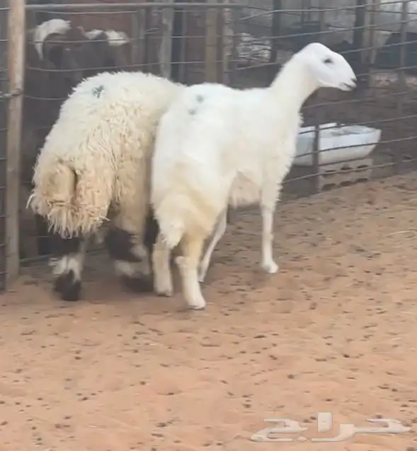 خروف نعمي ورخل حريه 0