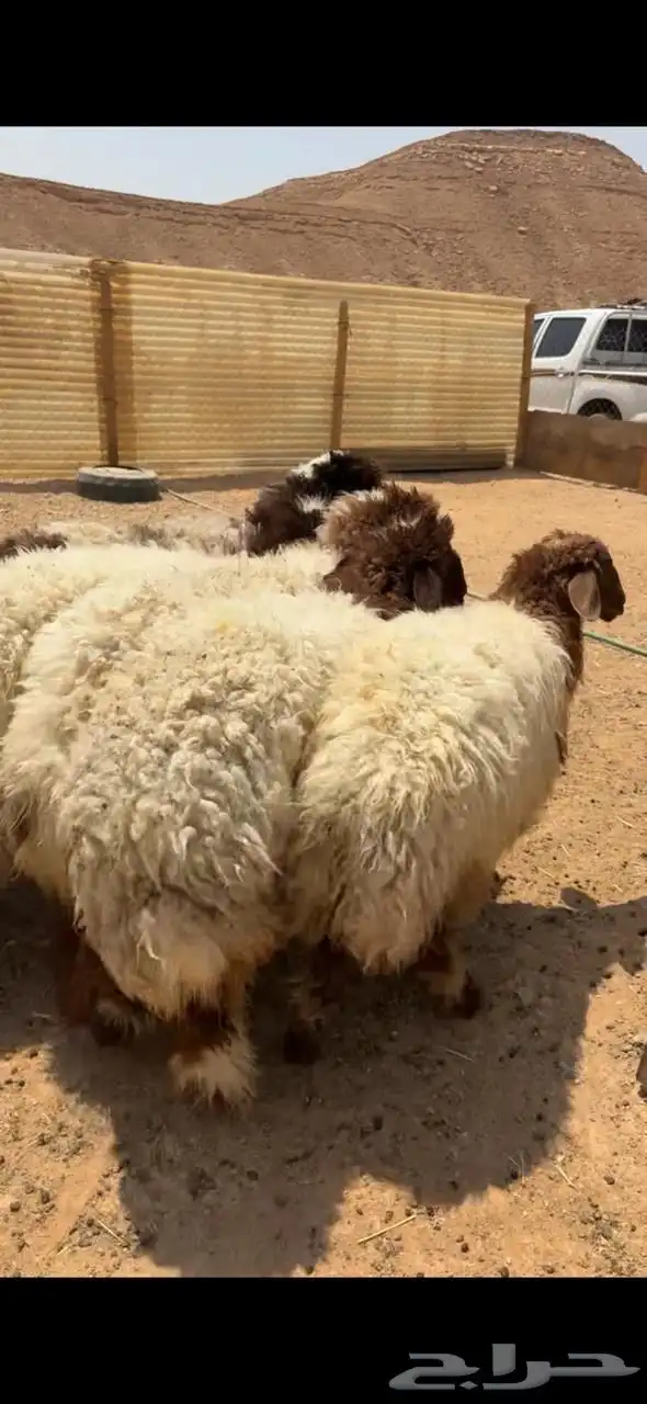 رخال جذعات نعيمي 2