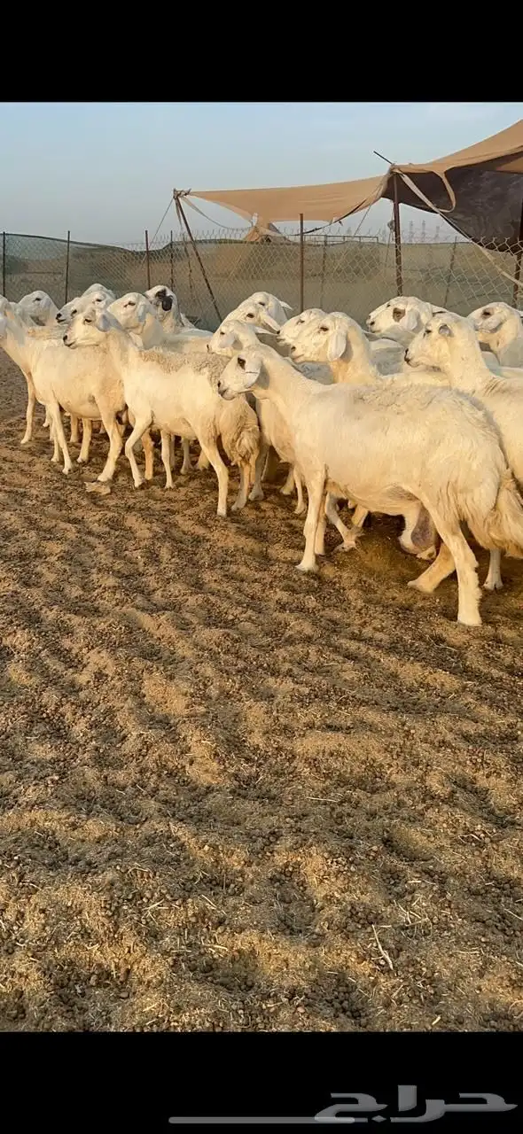 غنم دفيع شرط 3
