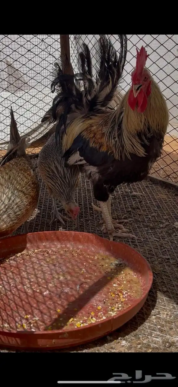 دجاج عربي 1