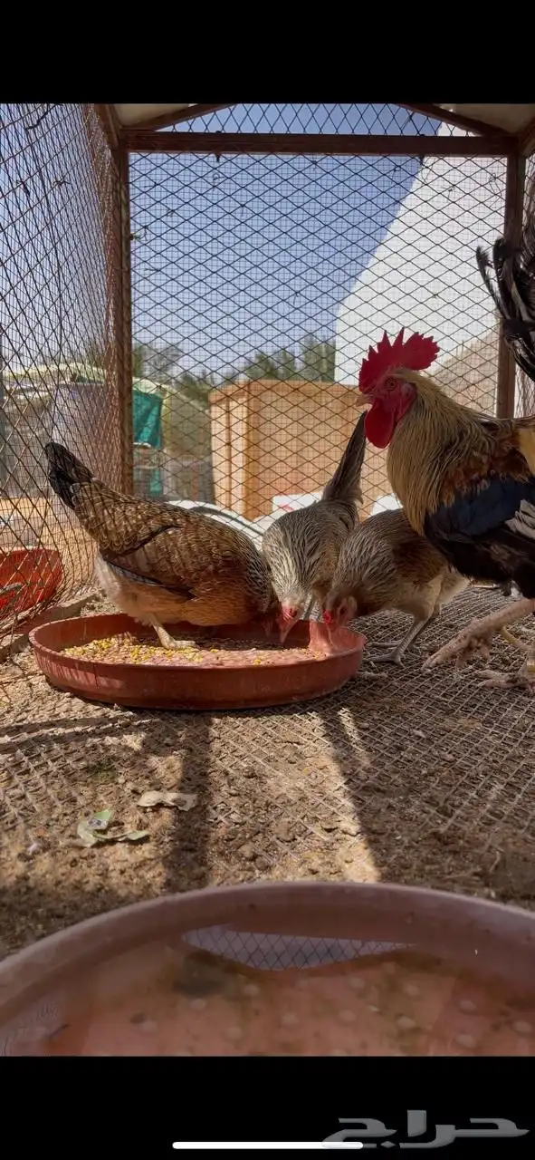 دجاج عربي 3