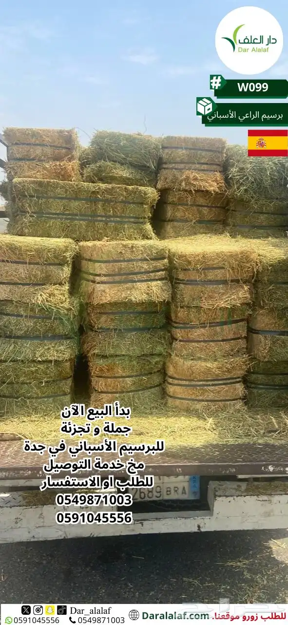 بدأ بيع بالتجزئة للبرسيم الاسباني في جدة 2