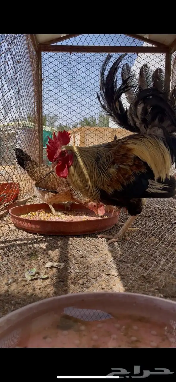دجاج عربي 0