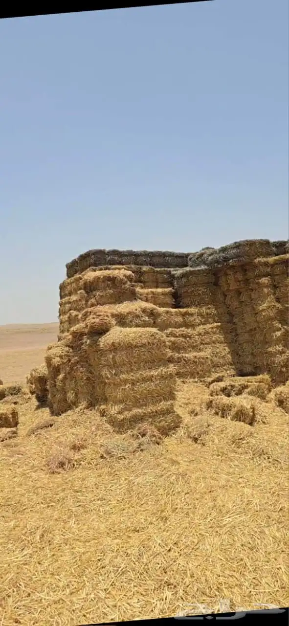 تبن قمح حنطه للبيع 0