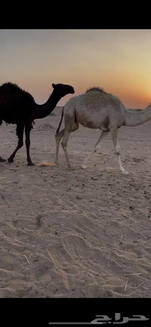 للبيع قعدان 0