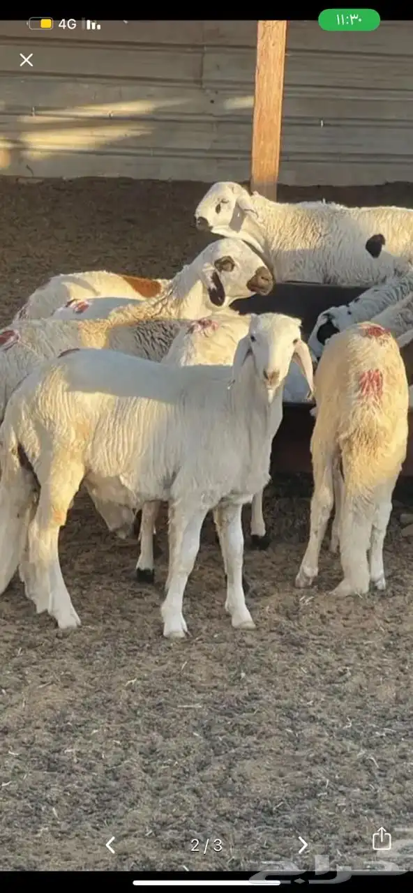 سواكن تربيه 4 شهورر 1