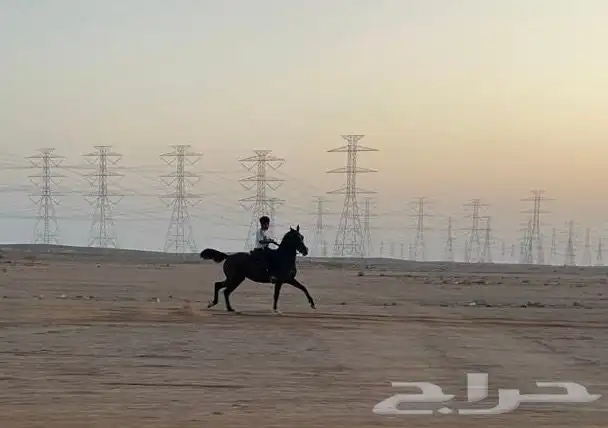 فرس شعبيه شيخه 0