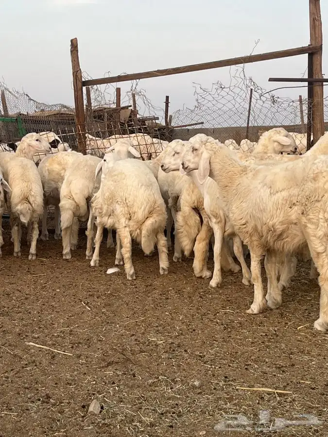 طليان جبره حري 2