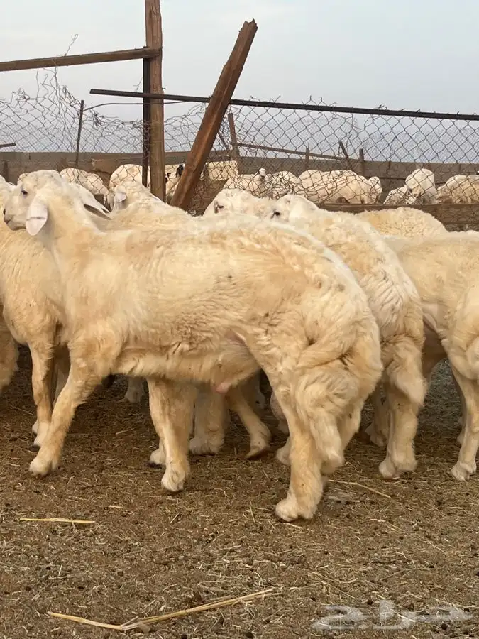 طليان جبره حري 0