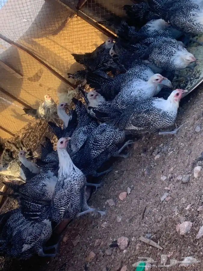 دجاج فيوي بشاير العمر 3 شهور ونص 0