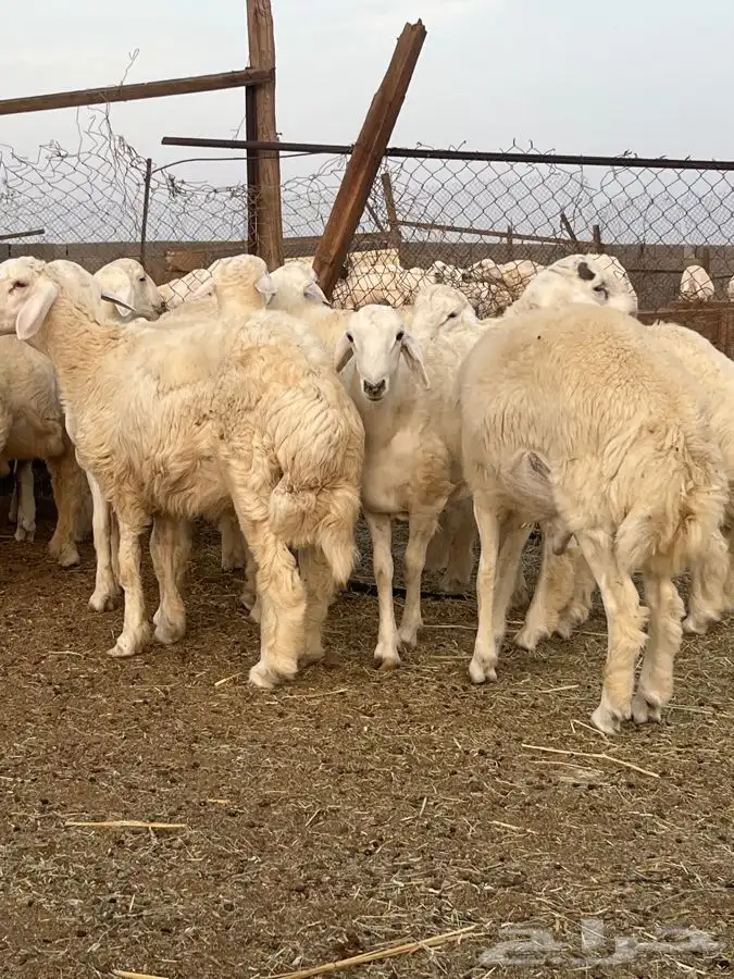 طليان جبره حري 1