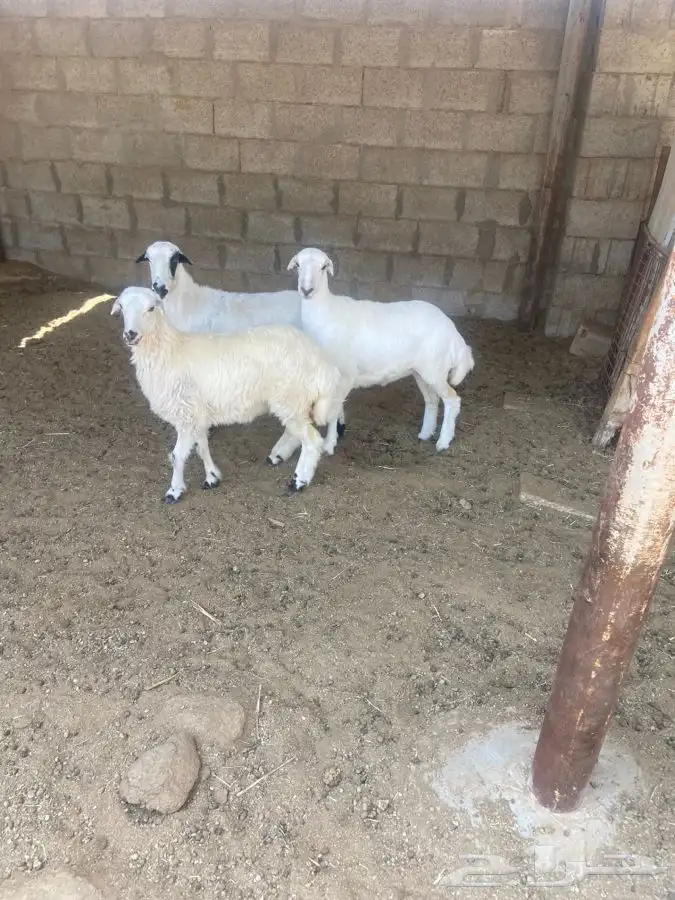 متبع للبيع رفيديه 1