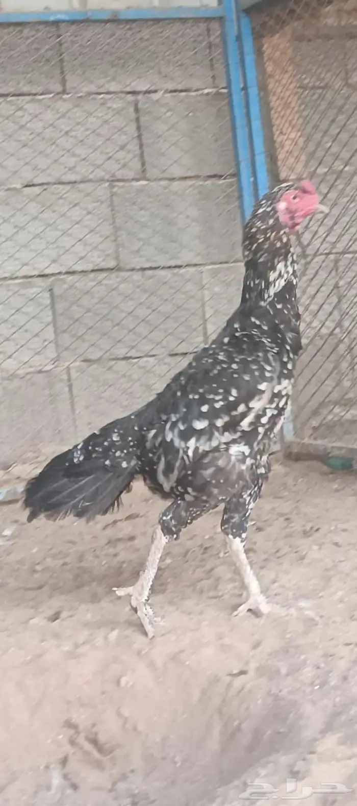 العرض السادس 3