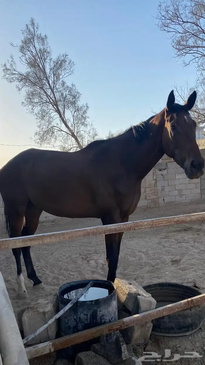 خيل مهره انقليزي 4 سنوات 1