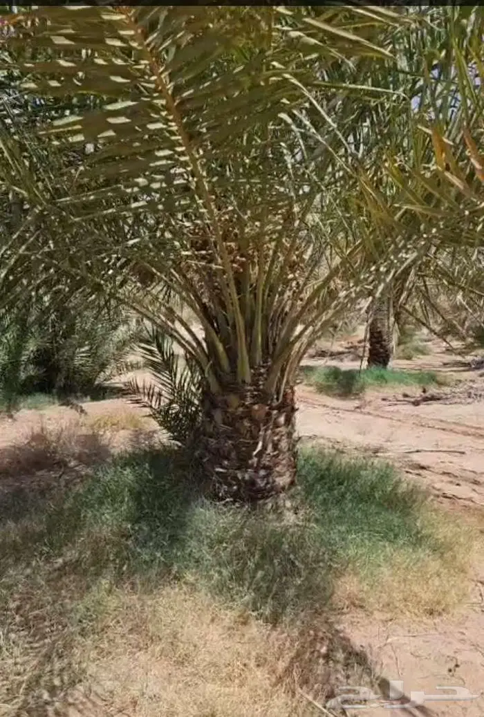 نخيل للبيع فسايل فروخ واشنطني صقعي خلاص مجدول سكري برحي هلال 4