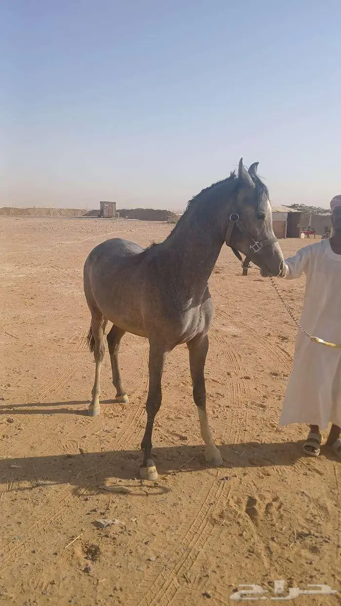 حصان مهر أشعل واهو أصيل 3