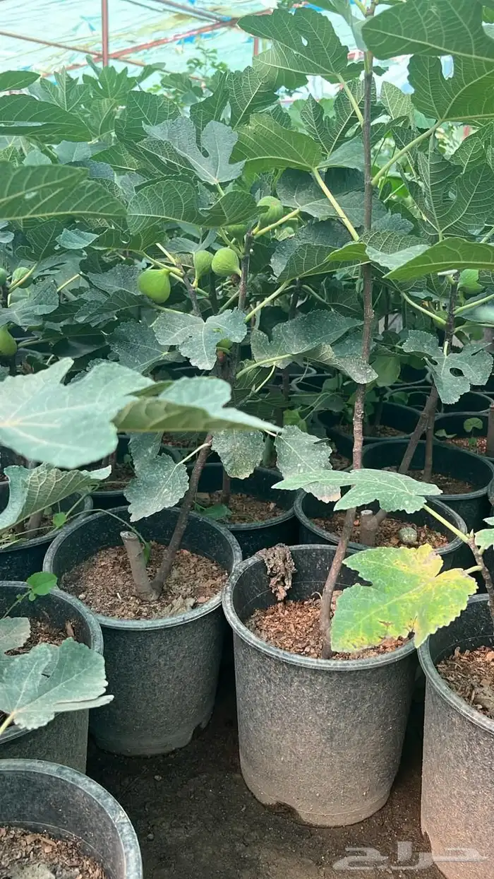 بنسيانا احجام كبيرة  ياسمين هندي  جوافة تايلندي  وسدر  وتين 12