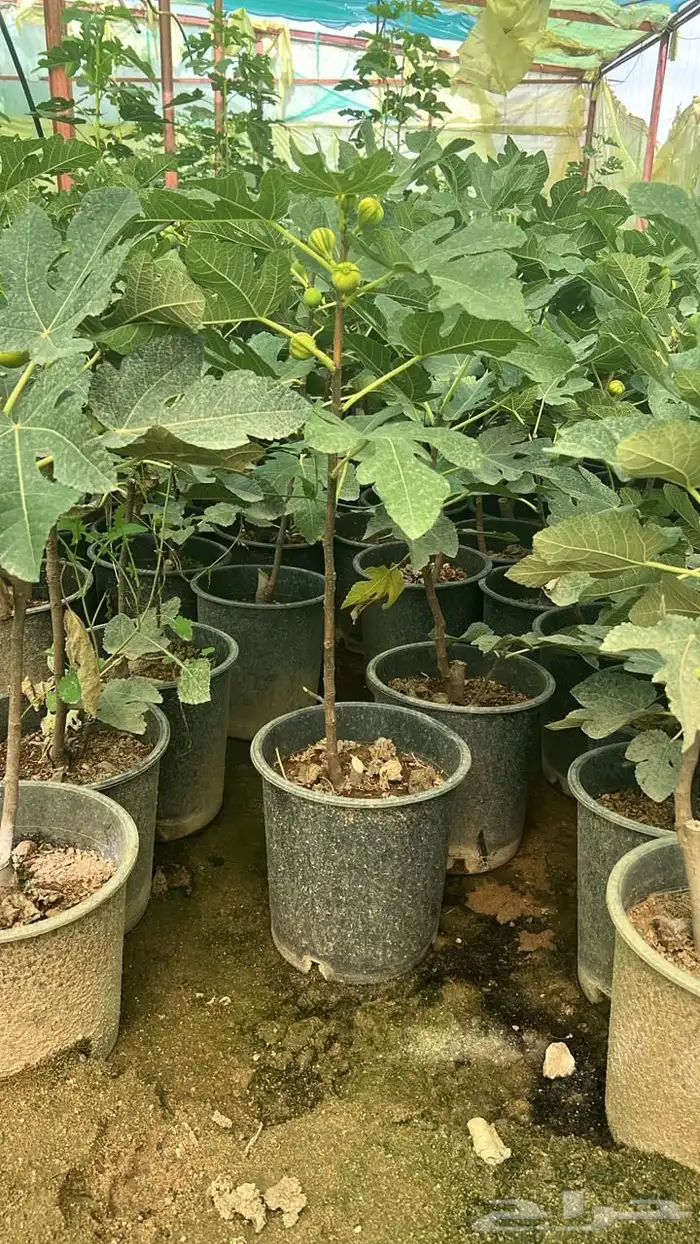 بنسيانا احجام كبيرة  ياسمين هندي  جوافة تايلندي  وسدر  وتين 14