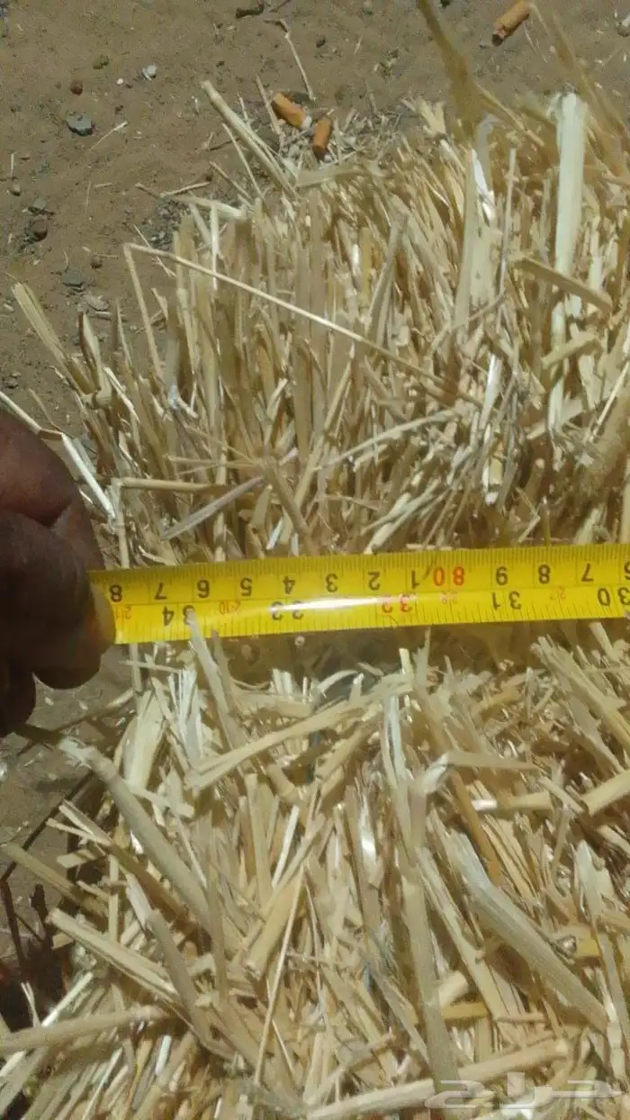 علف تبن بر الموسم 2