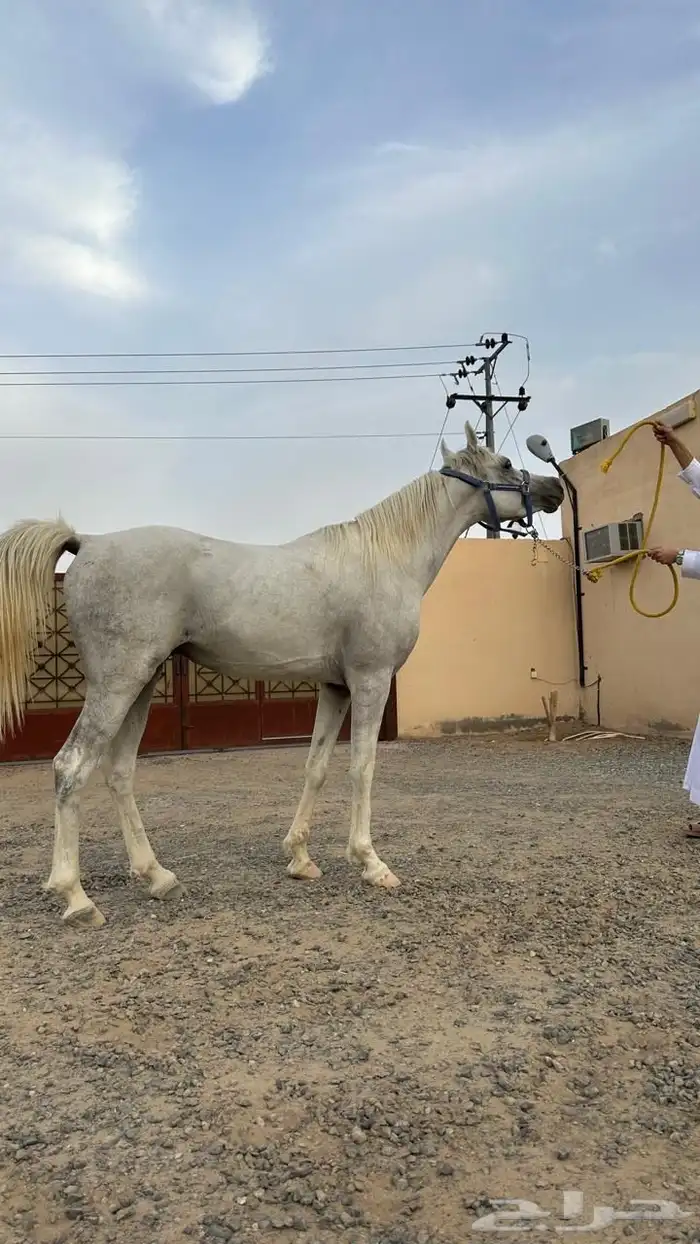 رنية   الخرمة بيشة خيل 4