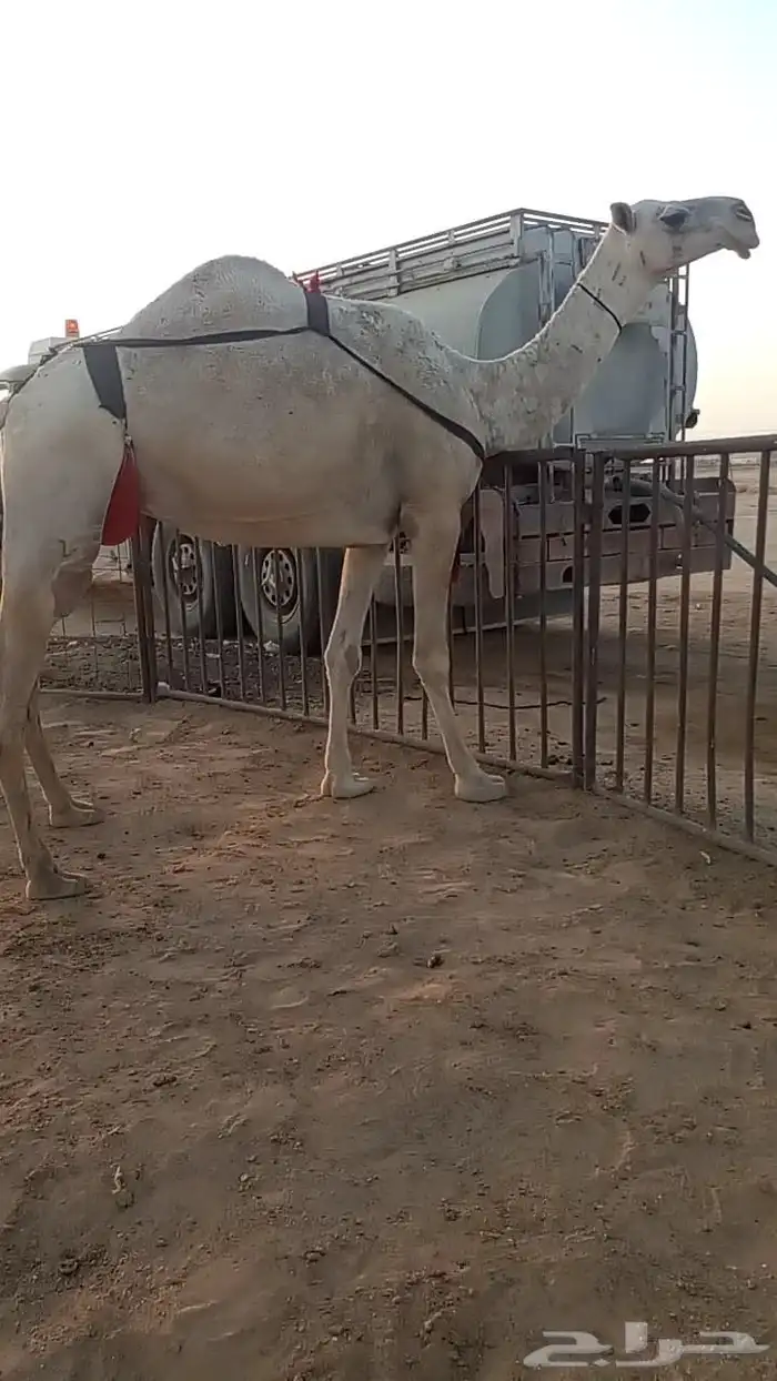 للبيع عشرا 0
