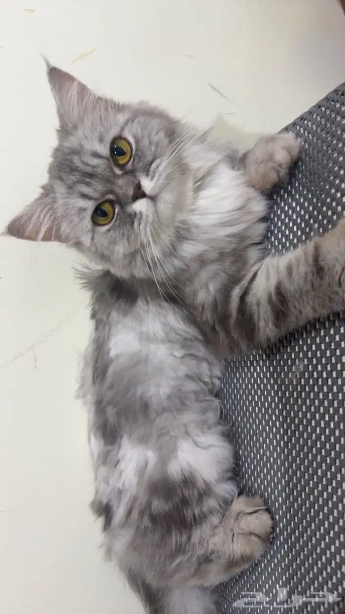 قطة للتبني مع جميع مستلزماته 3
