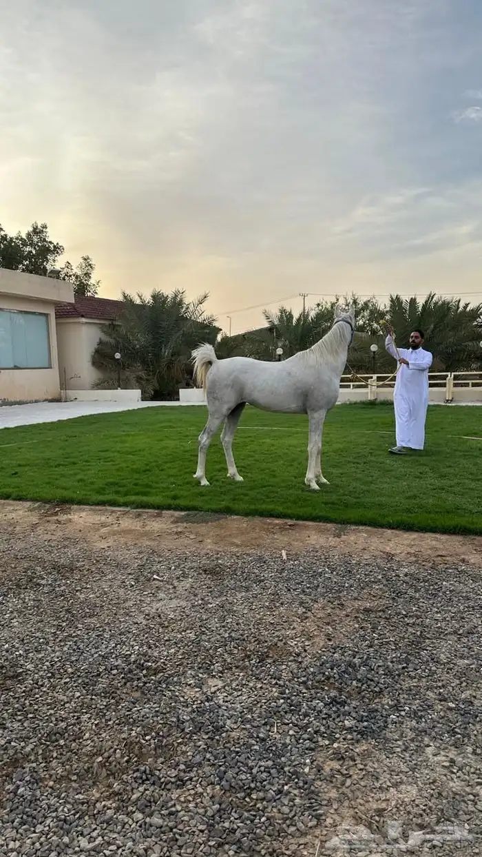 رنية   الخرمة بيشة خيل 2