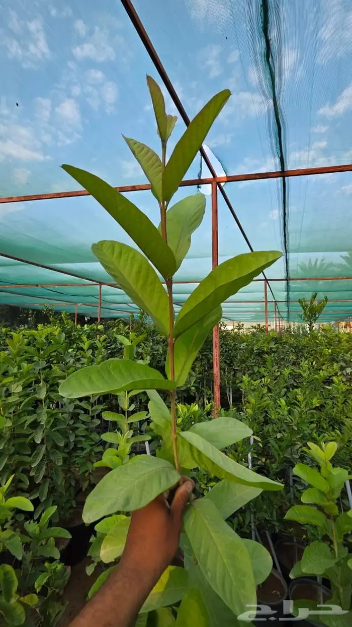 بنسيانا احجام كبيرة  ياسمين هندي  جوافة تايلندي  وسدر  وتين 5