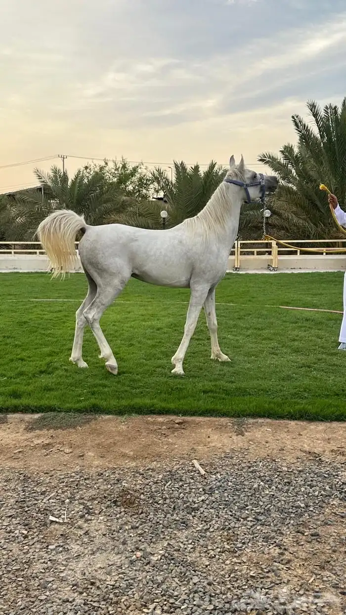 رنية   الخرمة بيشة خيل 3