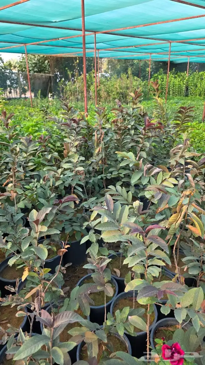 بنسيانا احجام كبيرة  ياسمين هندي  جوافة تايلندي  وسدر  وتين 6