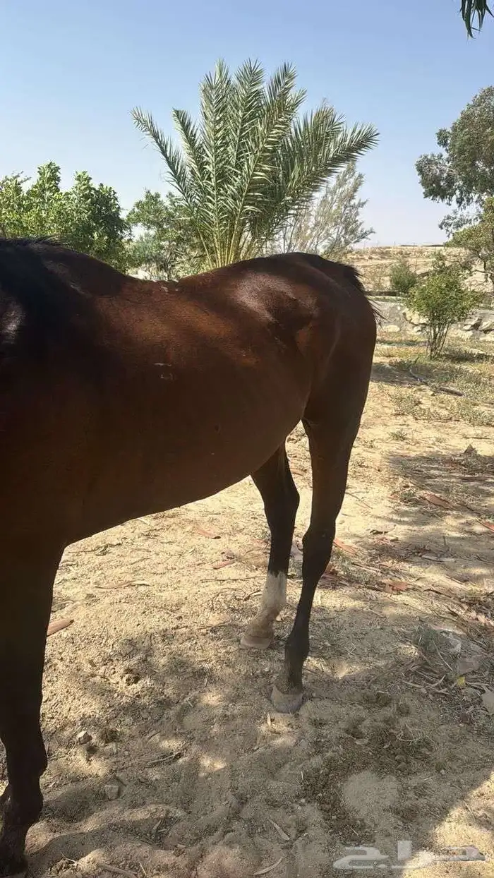 خيل للبيع قابل للبدل  خيل شعبي 1