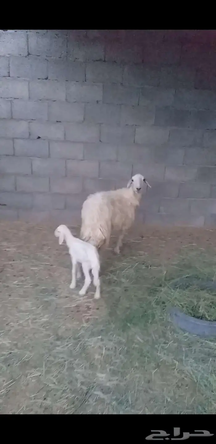 نعجه متبع برخل 1