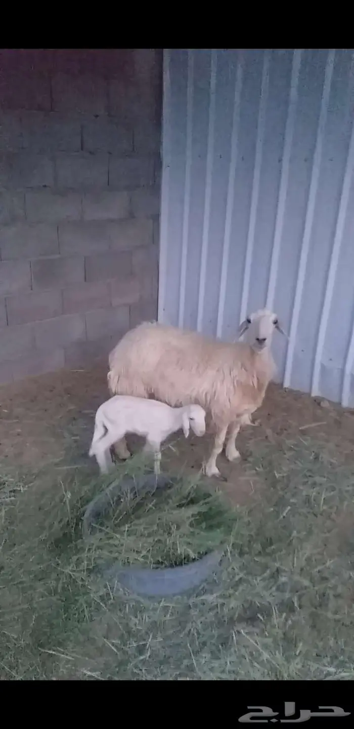 نعجه متبع برخل 0
