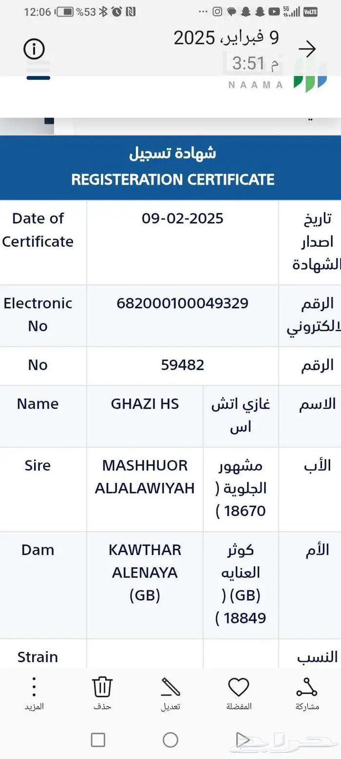 حصان مهر أشعل واهو أصيل 4