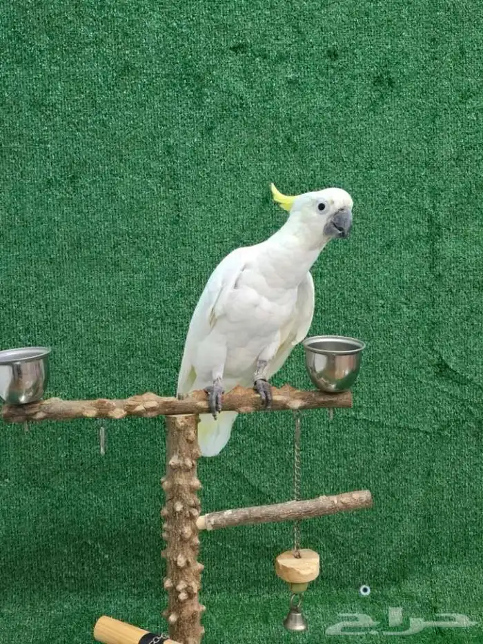 كوكاتو اليف ومتفاعل ماشاء الله 2