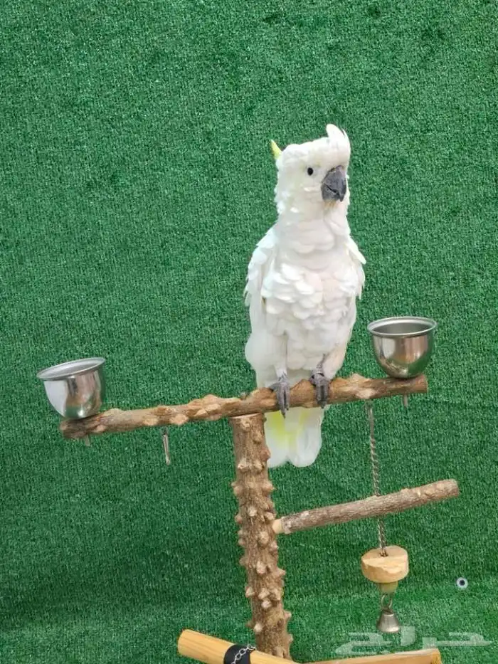 كوكاتو اليف ومتفاعل ماشاء الله 1