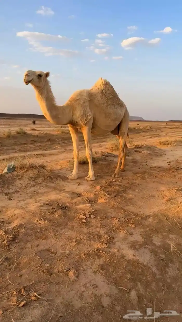 للبيع عدد 3 ثلاث القحات ملاقي 1