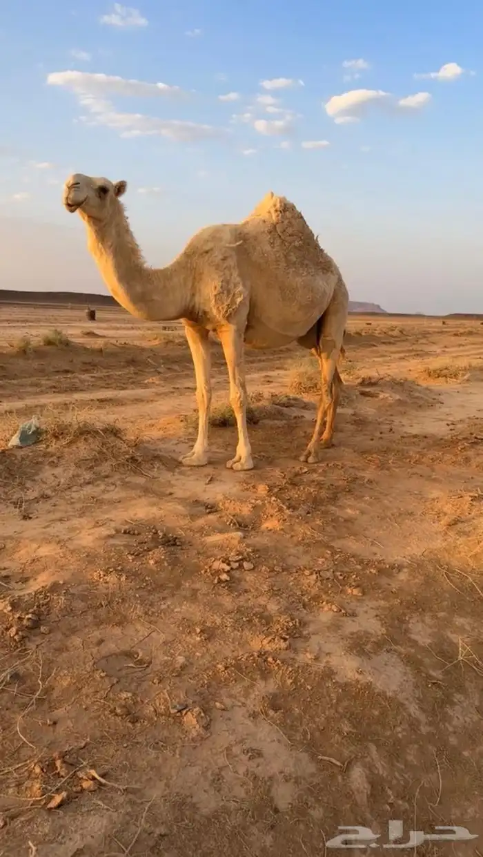 للبيع عدد 3 ثلاث القحات ملاقي 0