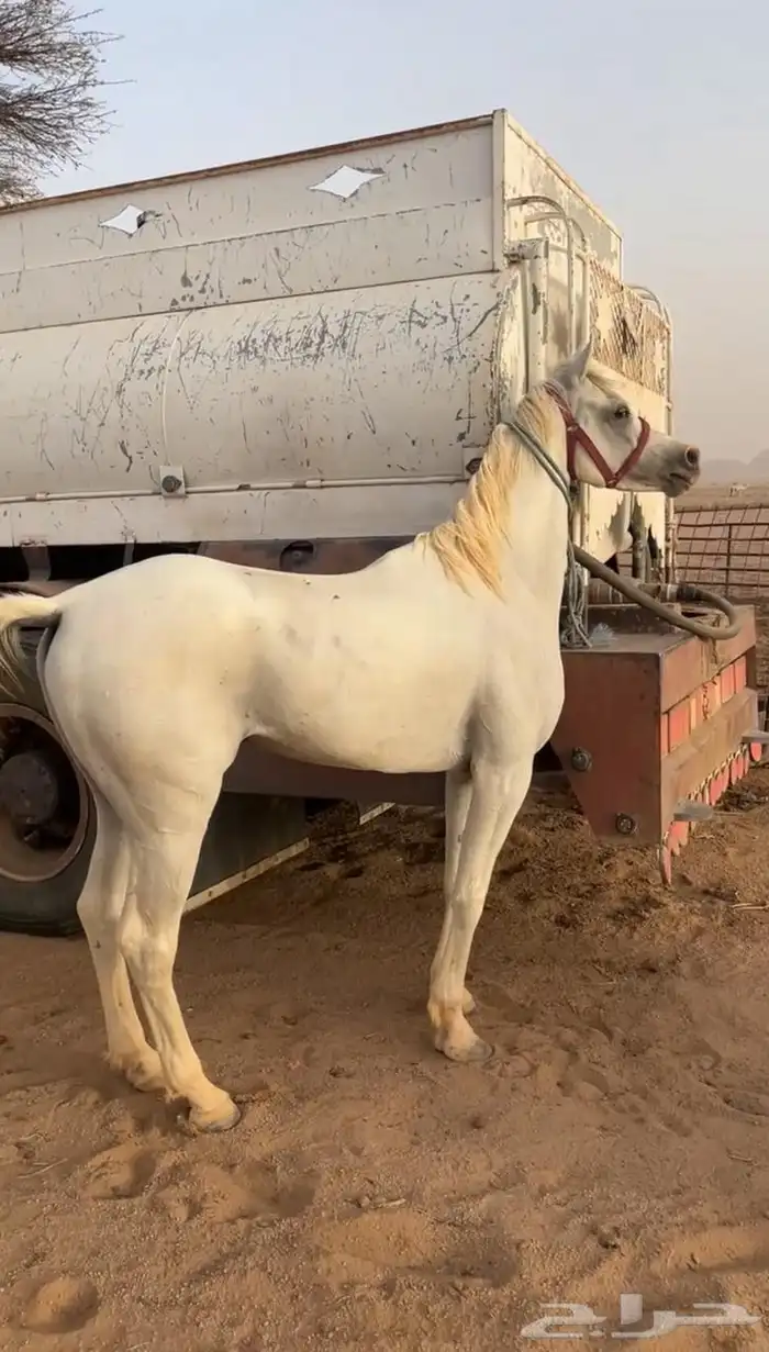 خيل 0