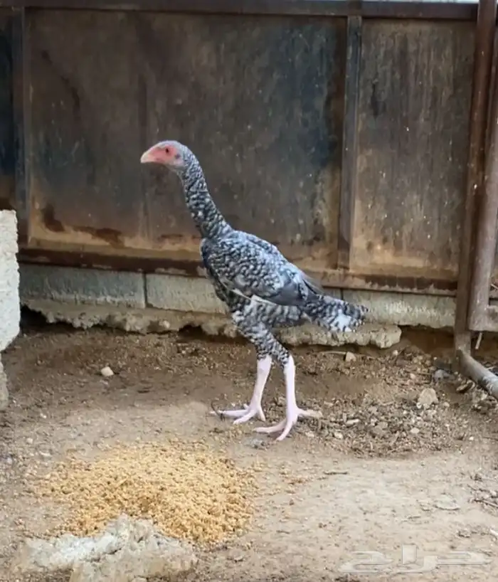 زوج عمر 5 شهور 0