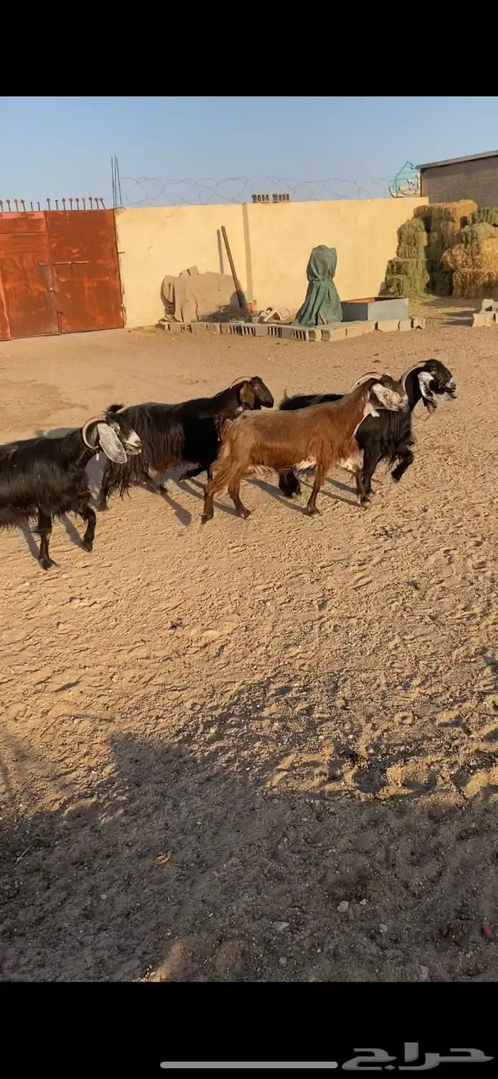 معزا عوارض شرط الضريع وصحة عدد6 7