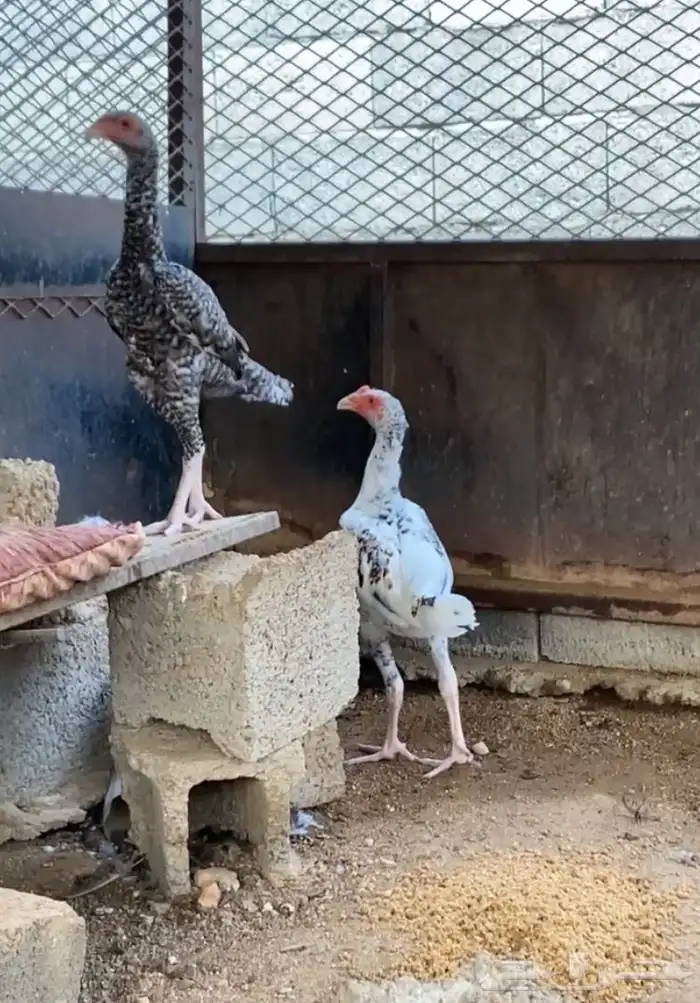 زوج عمر 5 شهور 1