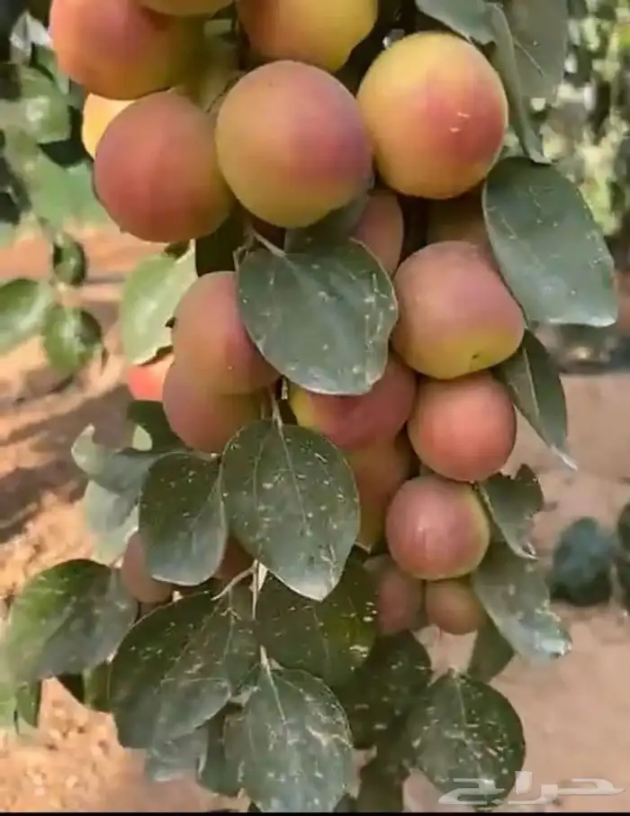 تطعيم اشجار السدر والحمضيات وغيرها 1