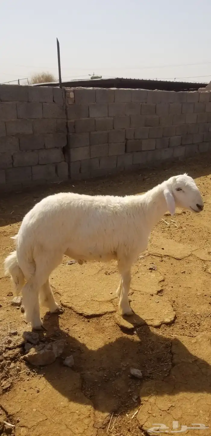 طلي حري جذع 0