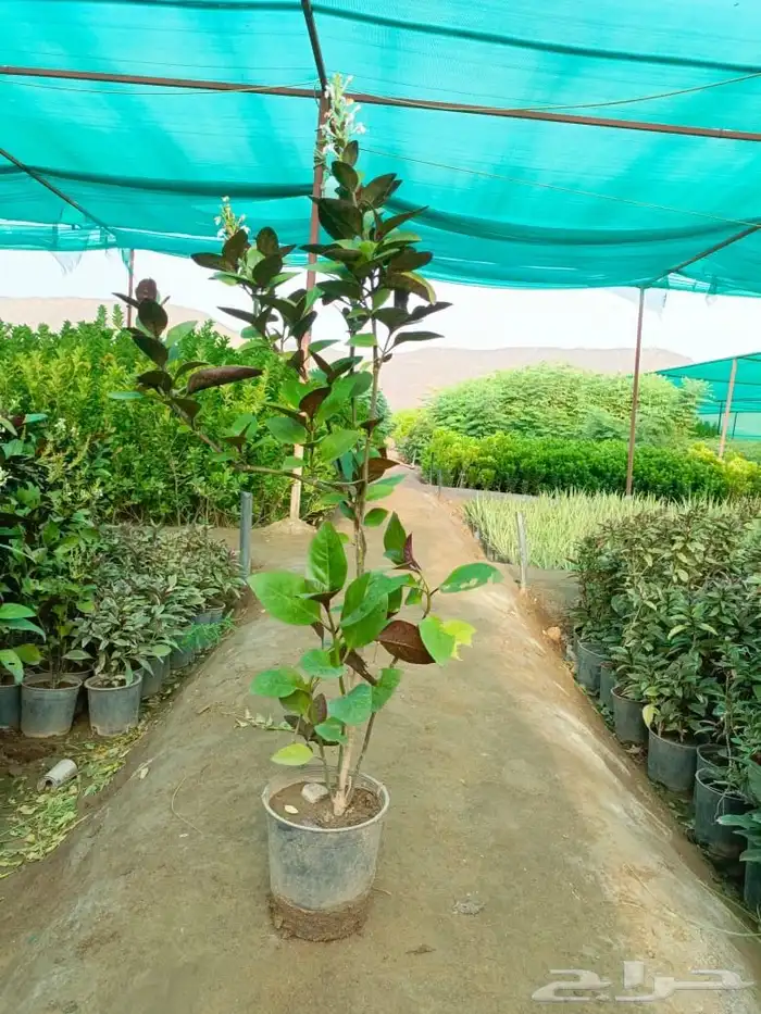 جميع انواع الأشجار متوفرة بالجملة   تأسس مشاتل  حدايق خاص 15