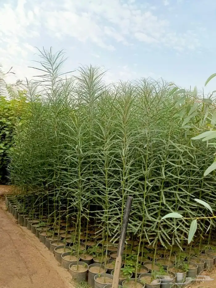 جميع انواع الأشجار متوفرة بالجملة   تأسس مشاتل  حدايق خاص 7