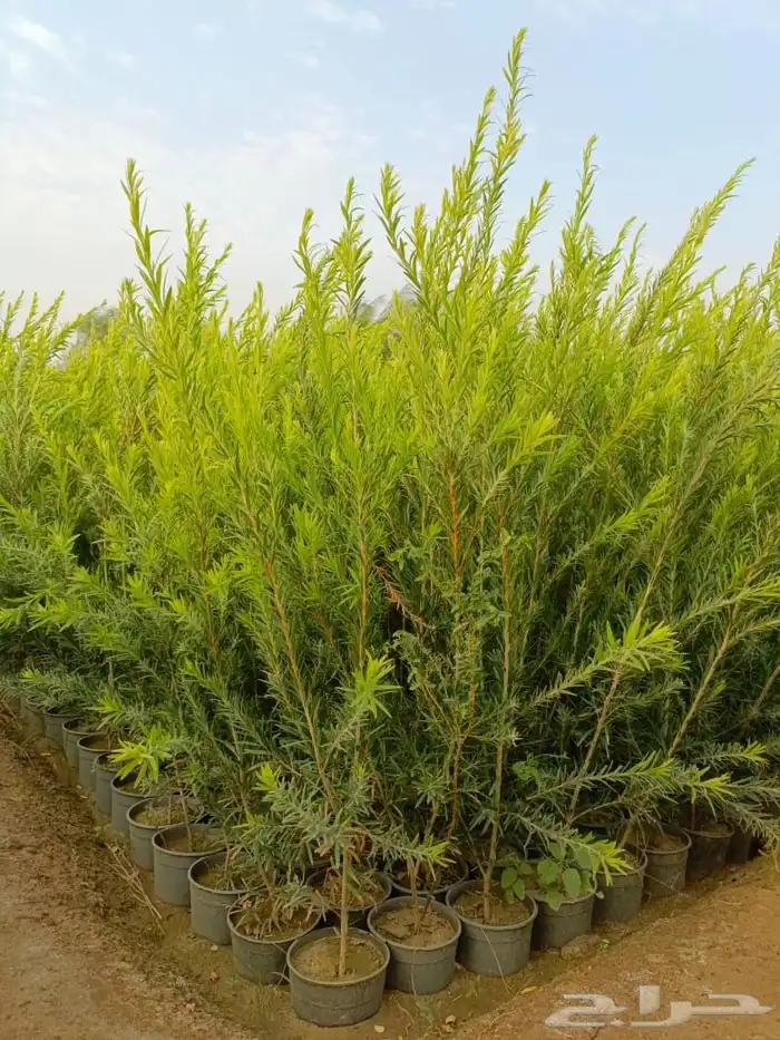 جميع انواع الأشجار متوفرة بالجملة   تأسس مشاتل  حدايق خاص 6