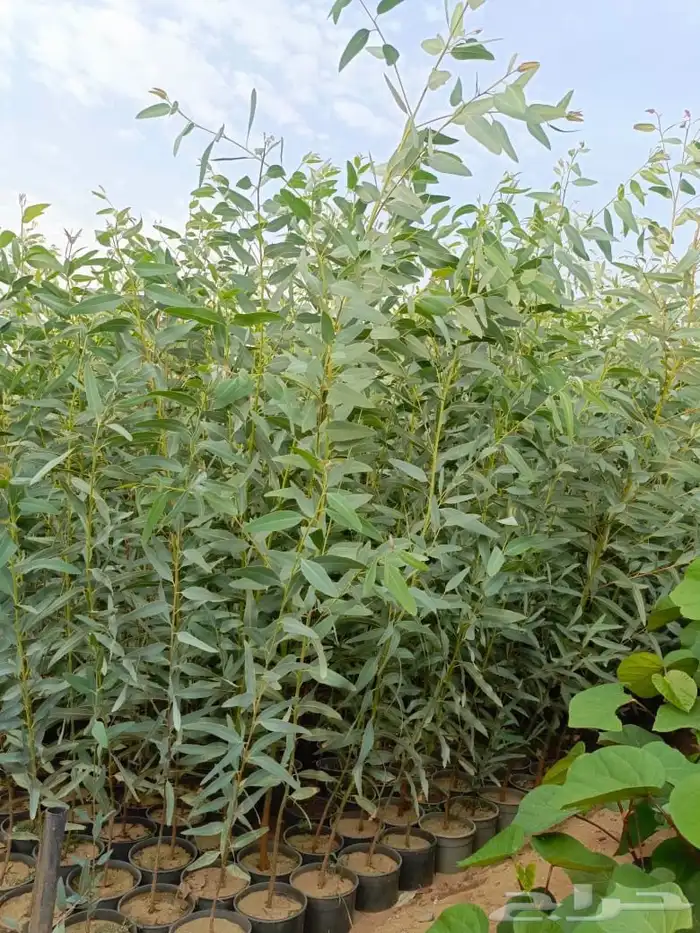 جميع انواع الأشجار متوفرة بالجملة   تأسس مشاتل  حدايق خاص 14