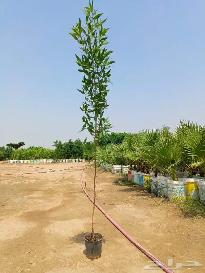 جميع انواع الأشجار متوفرة بالجملة   تأسس مشاتل  حدايق خاص 11